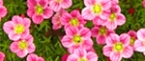 Низькорослі багаторічні квіти, для кам'янистих квітників (Хем Заден)